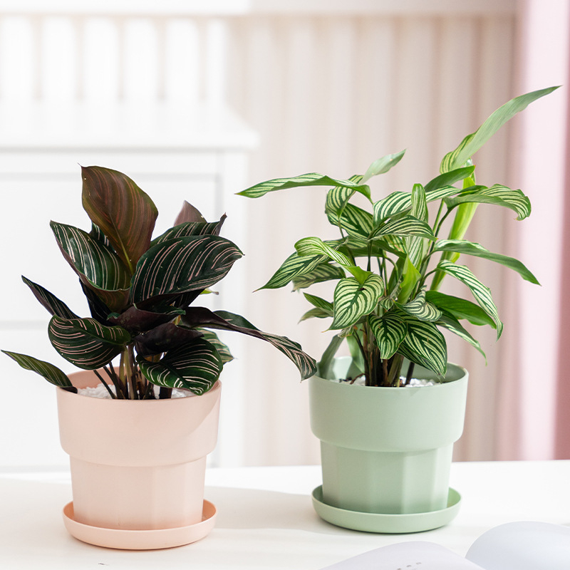 Nordic Minimalist Style Green  - Aloe Vera Pot recension och pris